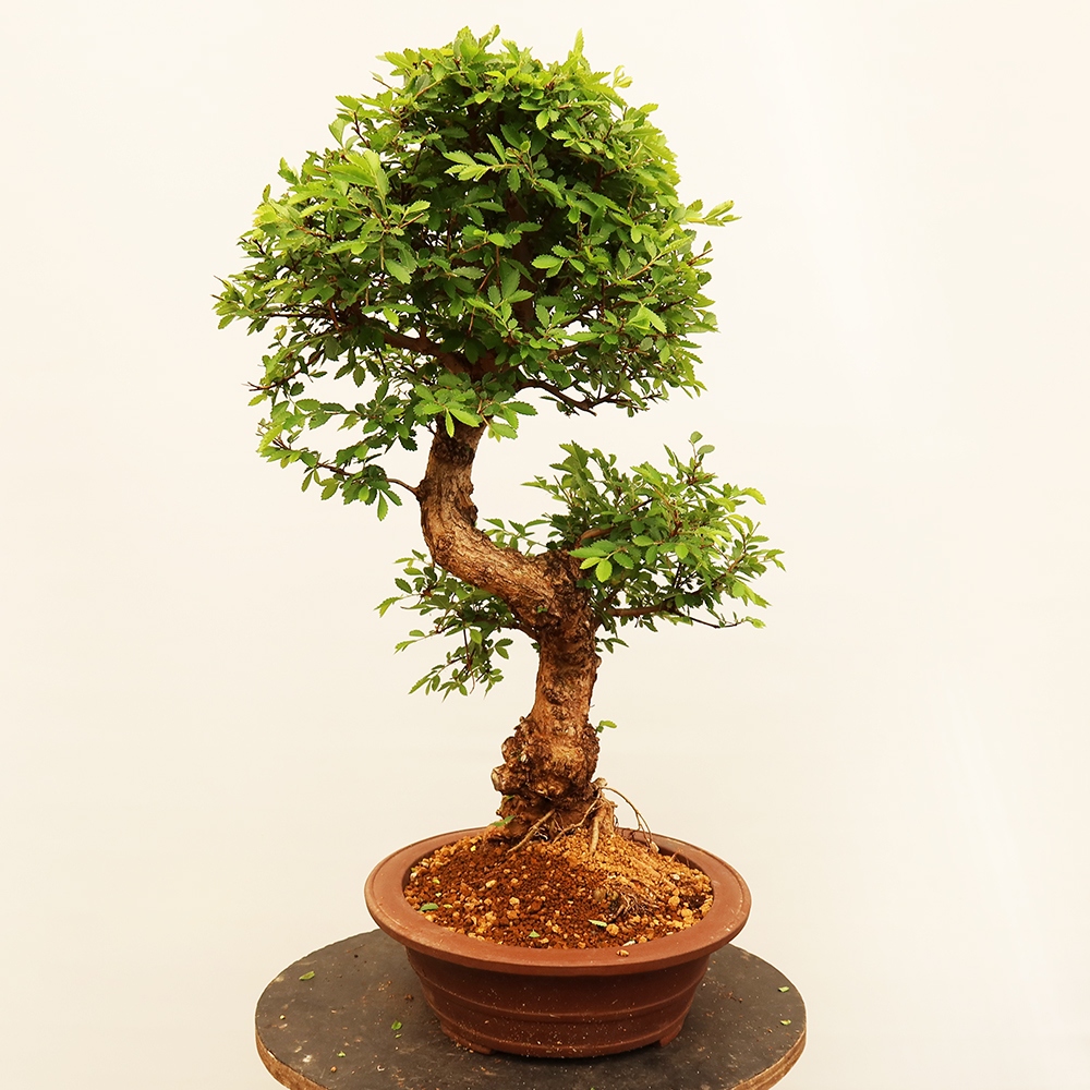 Bonsai für draußen - Zelkova - Zelkova NIRE