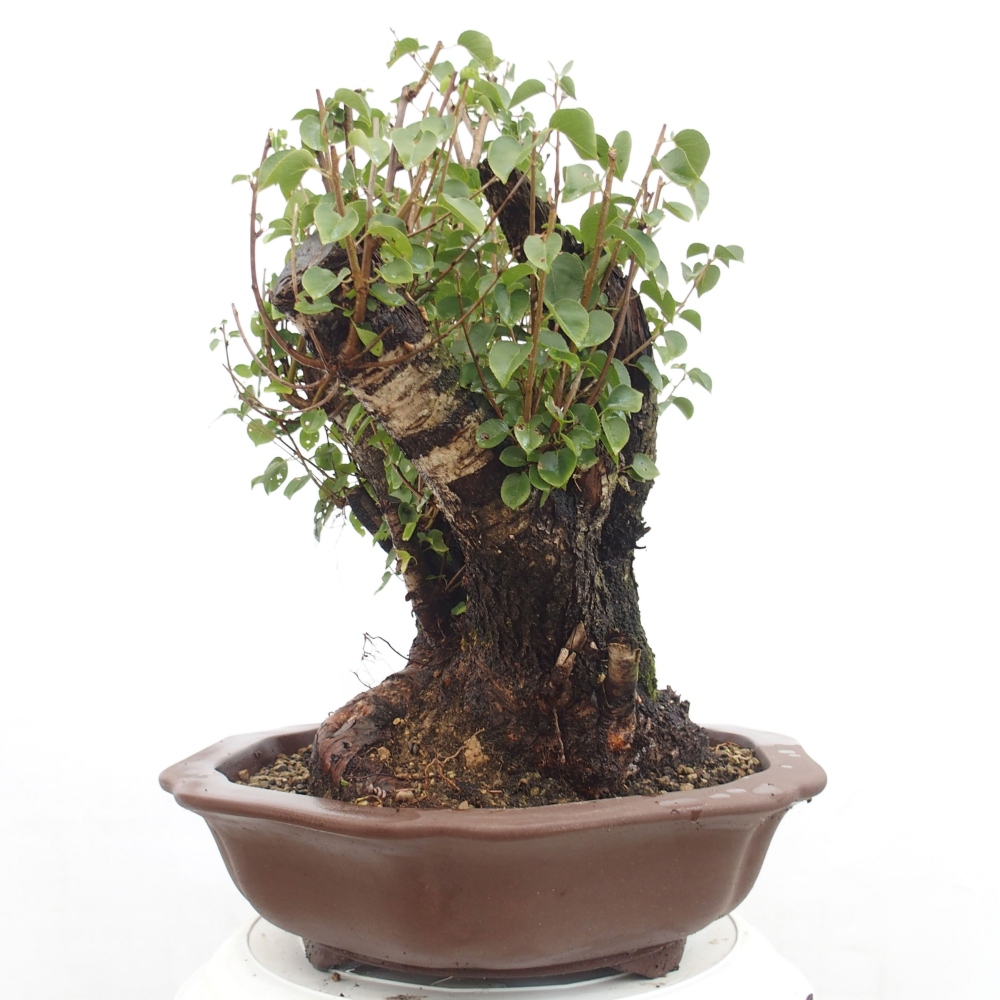 Bonsai für draußen - Mahalebka - Prunus mahaleb