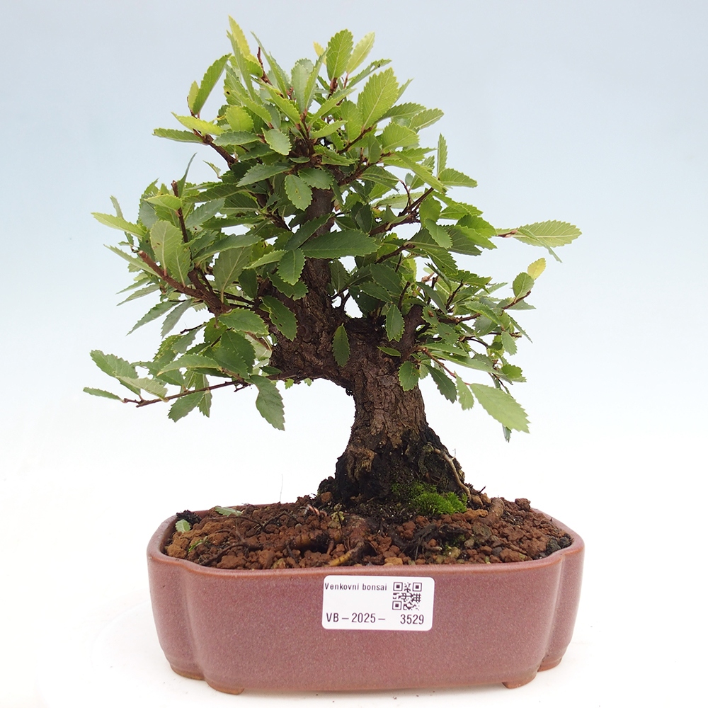 Bonsai für draußen - Zelkova - Zelkova NIRE