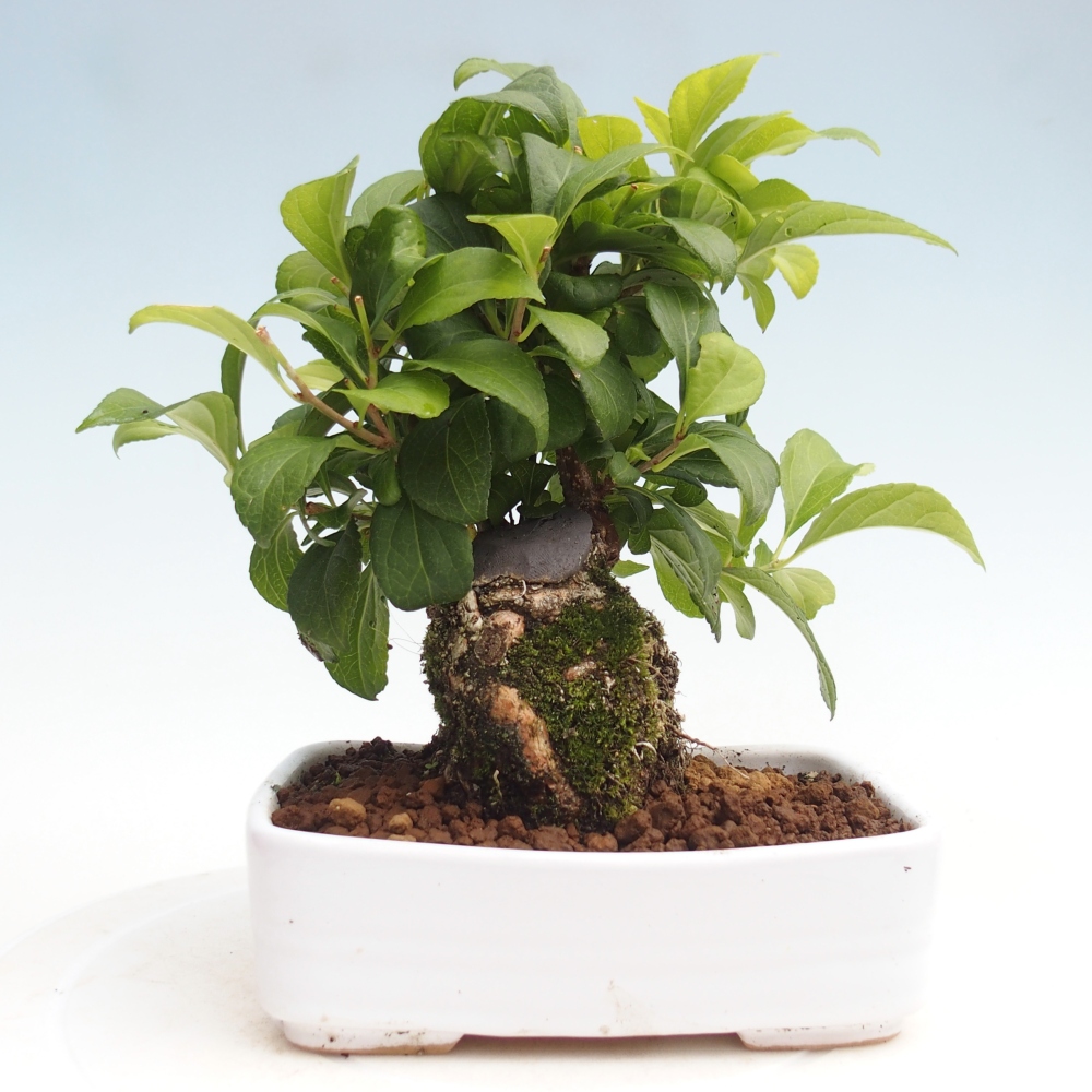 Bonsai für draußen - Celastrus orbiculatus