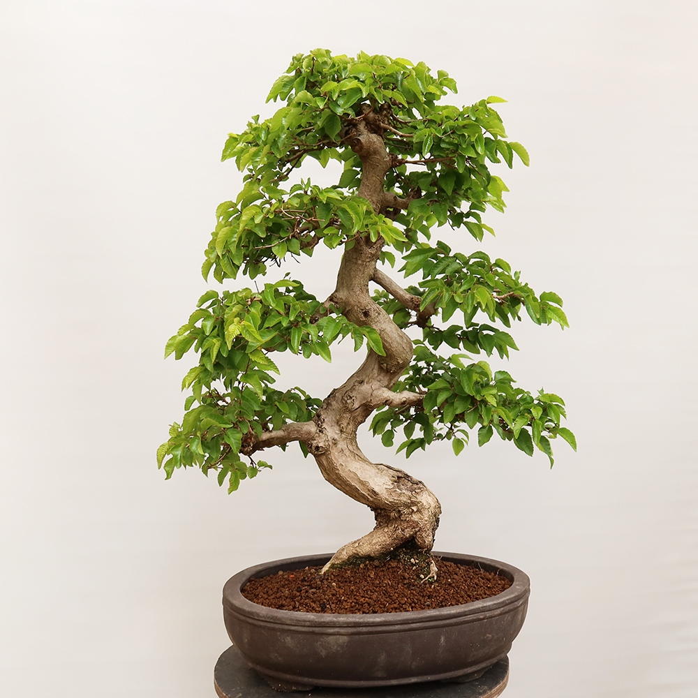Bonsai für draußen - Karpinus Coreana - Koreanische Hainbuche