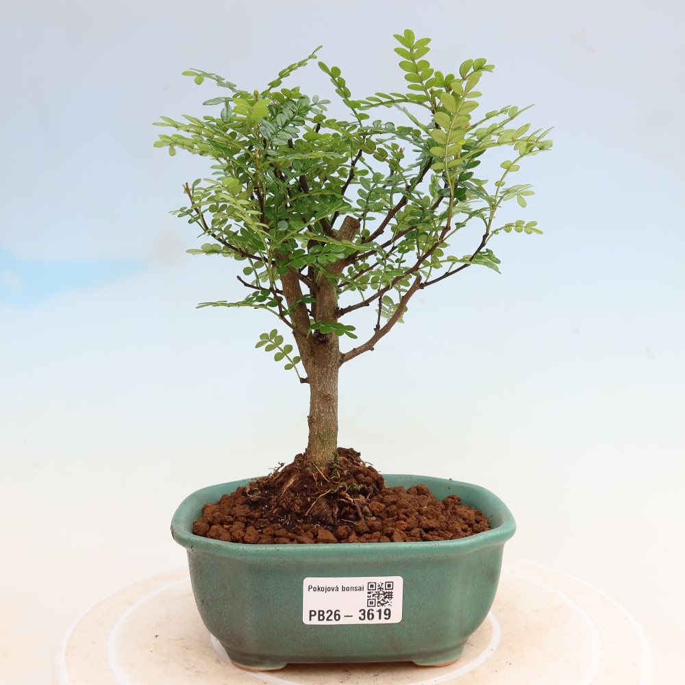Zimmer Bonsai - Zantoxylum piperitum - Pfefferbaum