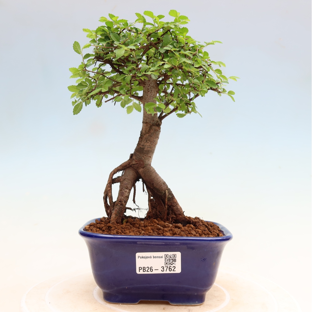 Zimmerbonsai - Ulmus parvifolia - Kleinblättrige Ulme