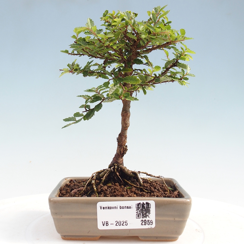 Bonsai für draußen - Ulmus parvifolia Sagei - Kleinblättrige Ulme