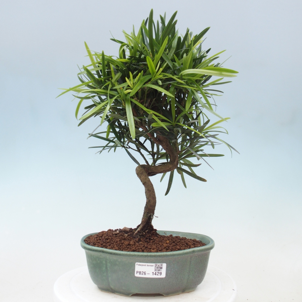 Zimmerbonsai - Podocarpus - Stein-Eibe