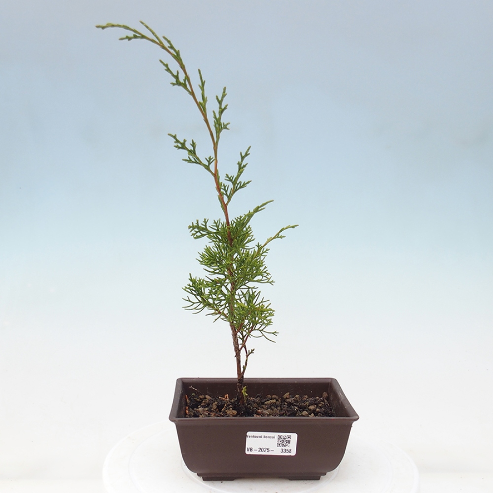 Bonsai für draußen - Juniperus chinensis Itoigawa