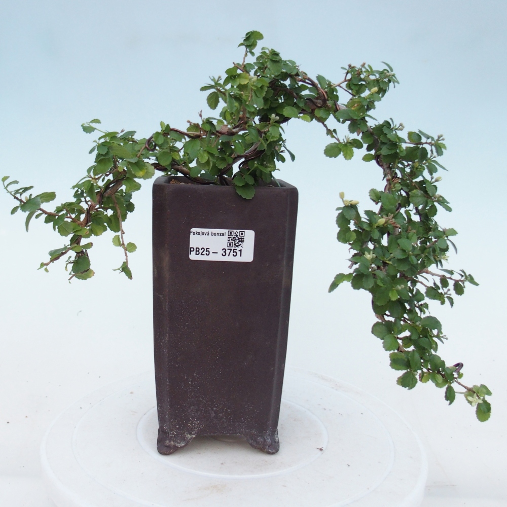 Zimmerbonsai - Grewia sp. - Grewia malafolia