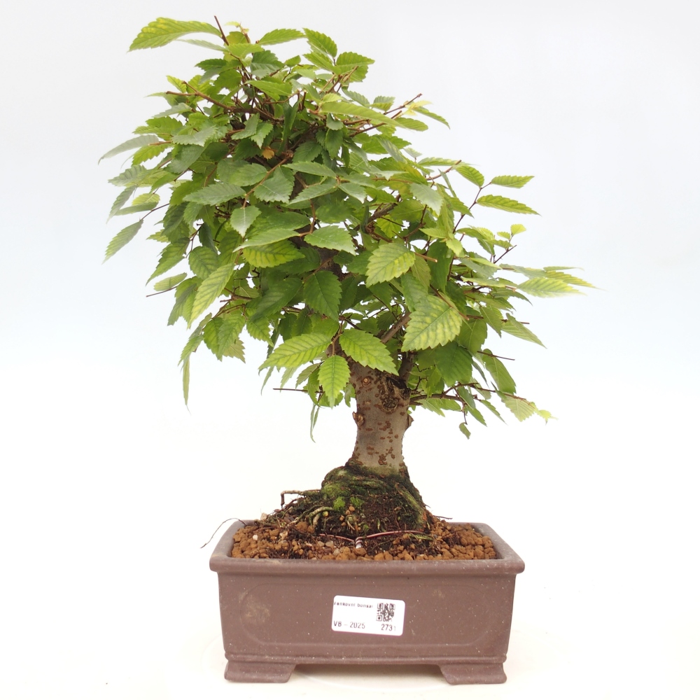 Bonsai für draußen - Zelkova - Zelkova NIRE