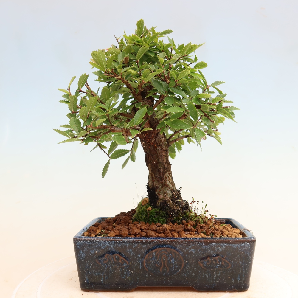 Bonsai für draußen - Zelkova - Zelkova NIRE