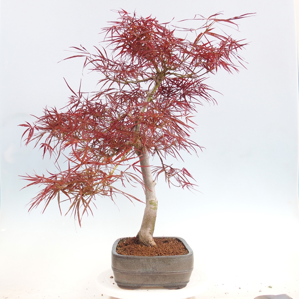 Bonsai für draußen - Acer palmatum RED PYGMY
