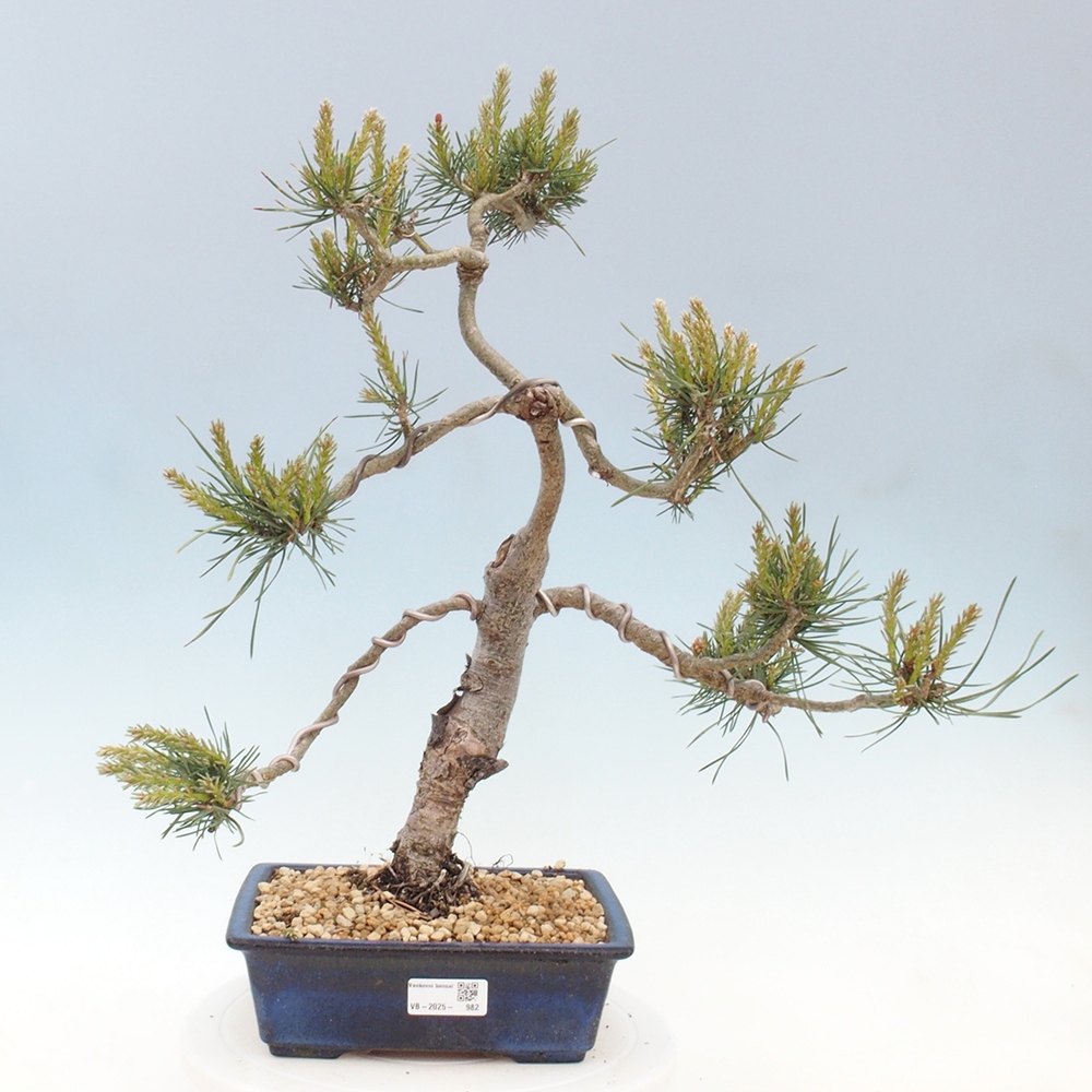 Bonsai für draußen - Pinus Sylvestris Watererri - Waldkiefer