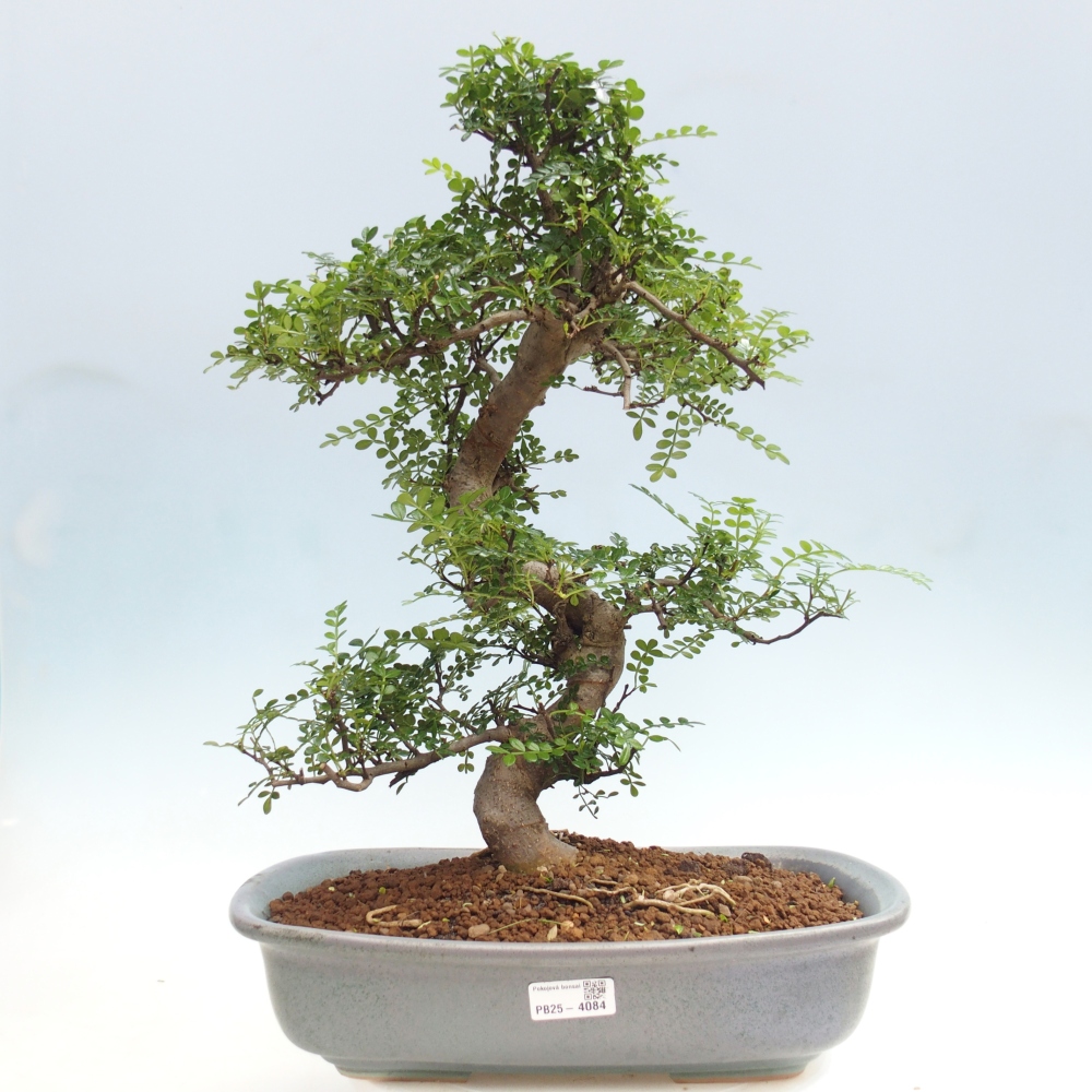 Zimmer Bonsai - Zantoxylum piperitum - Pfefferbaum