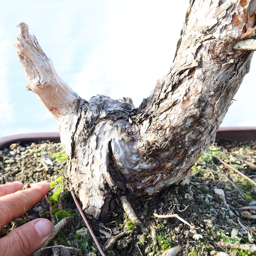Pinus sylvestris Spanien – Waldkiefer
