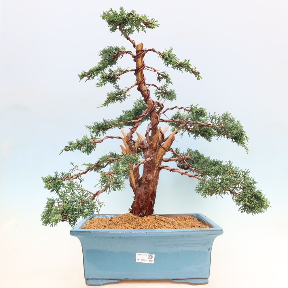 Bonsai für draußen - Juniperus chinensis Kishu