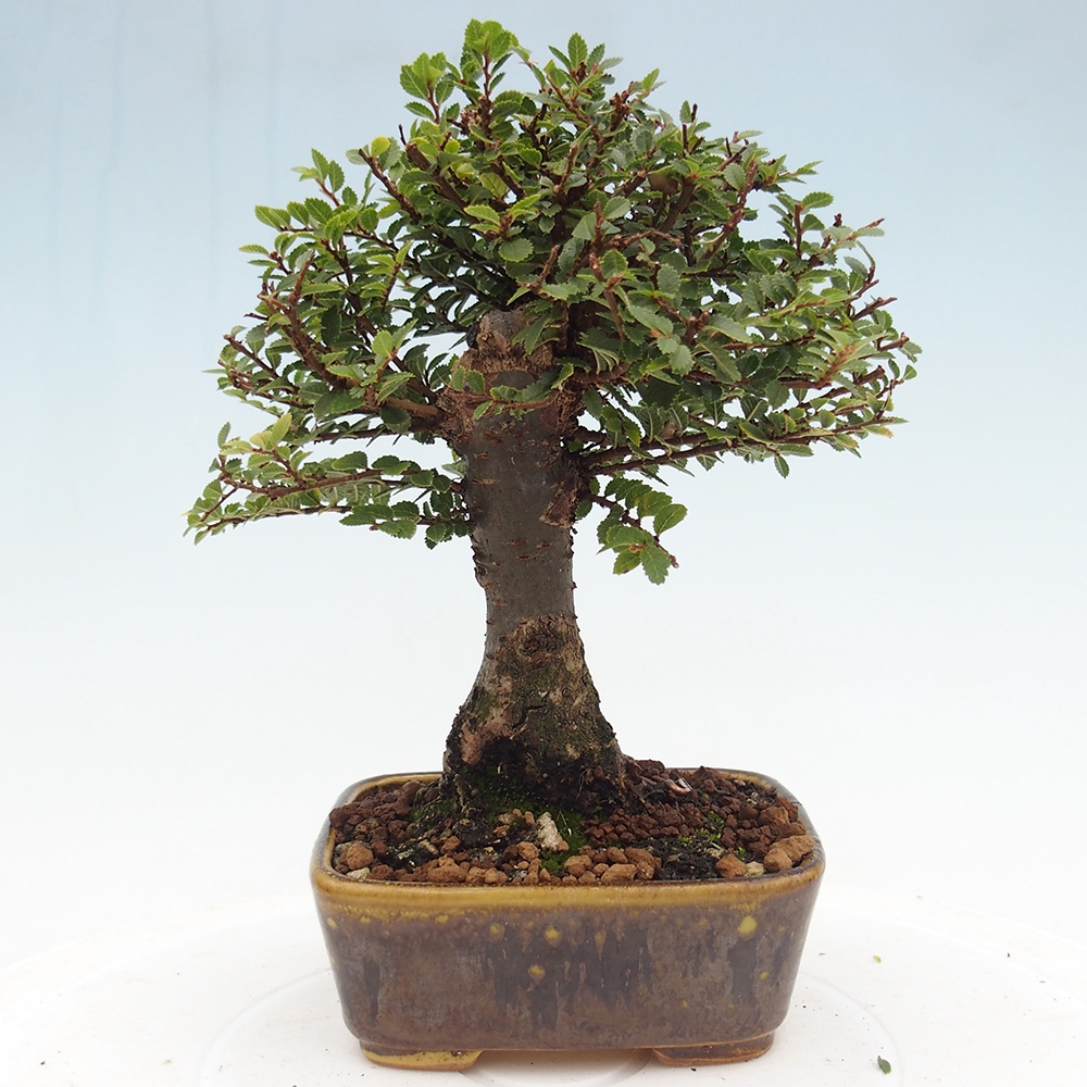 Bonsai für draußen - Ulmus parvifolia Hokkaido - Chinesische Ulme