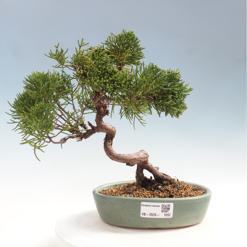 Bonsai für draußen - Juniperus chinensis Kishu