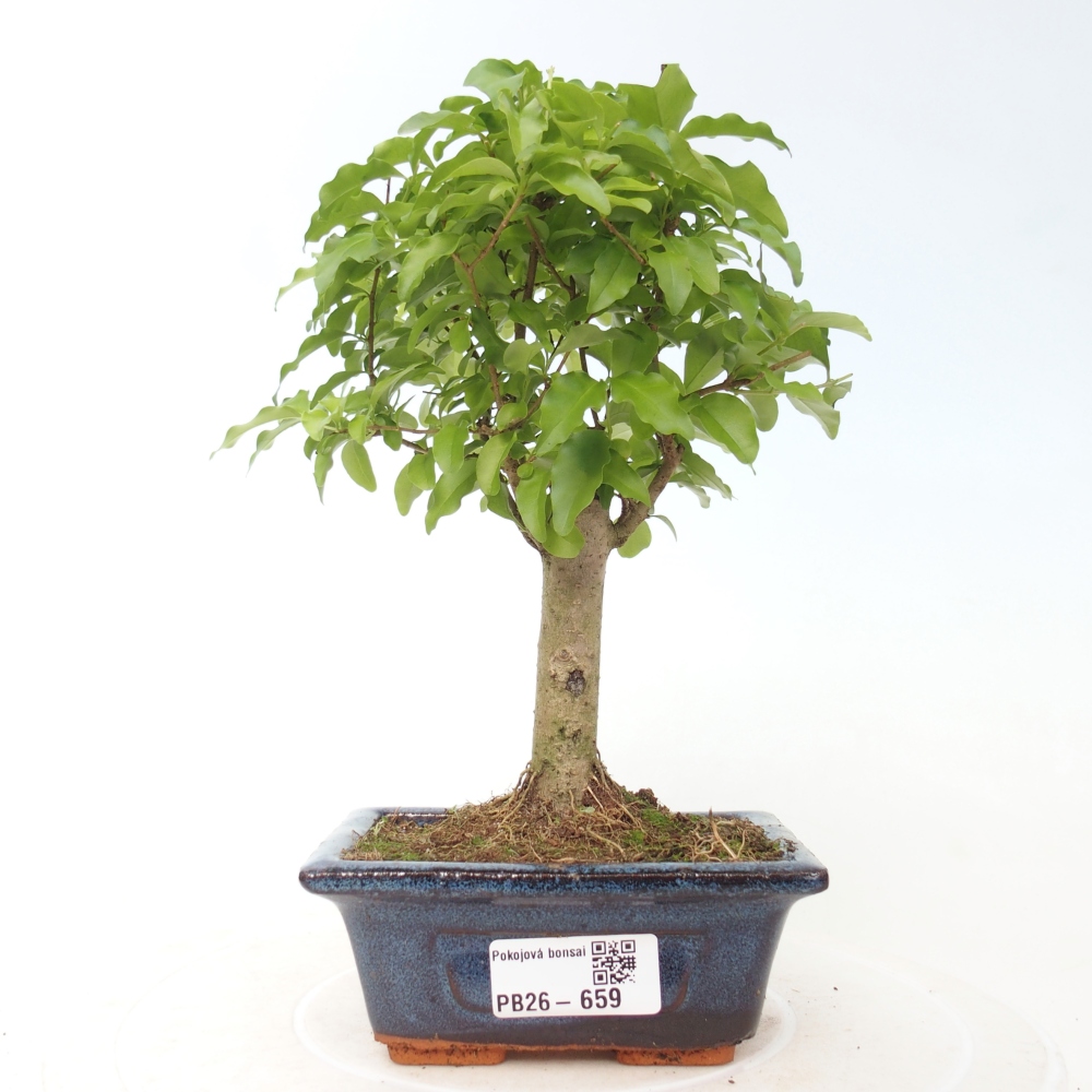 Zimmer Bonsai -Ligustrum chinensis - Vogelschnabel