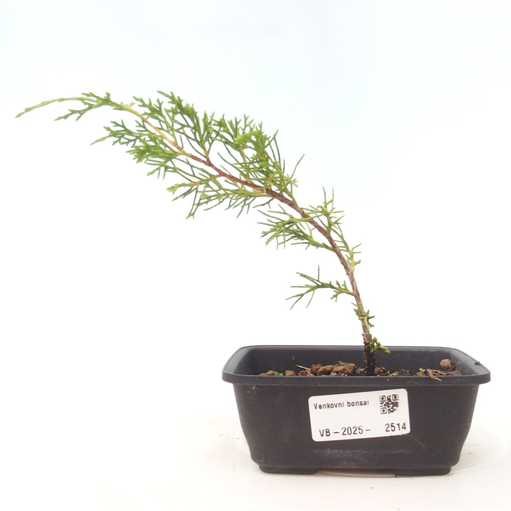 Bonsai für draußen - Juniperus chinensis Itoigawa
