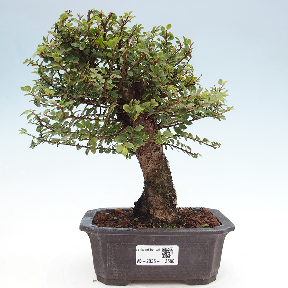 Bonsai für draußen - Ulmus parvifolia Hokkaido - Chinesische Ulme