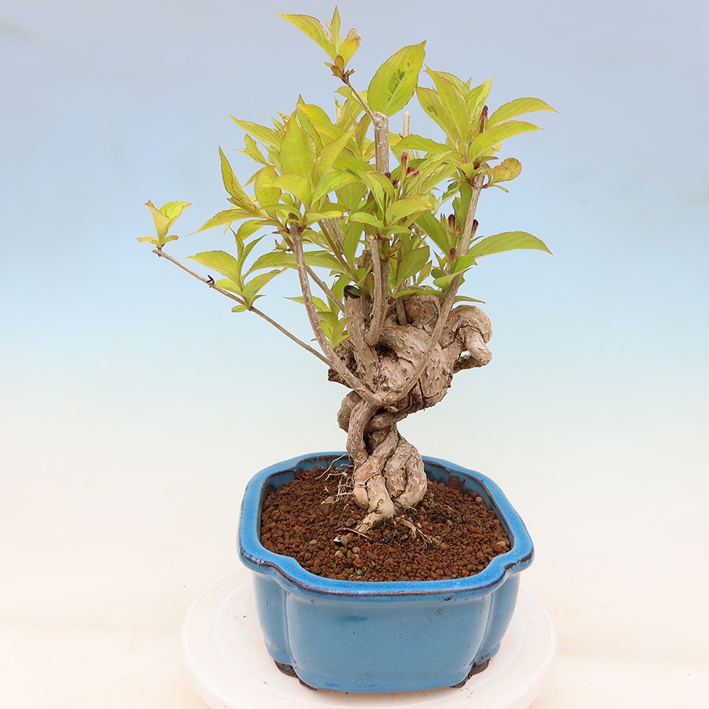 Freiland-Bonsai – Weigela subsessilis – Koreanische Weigela