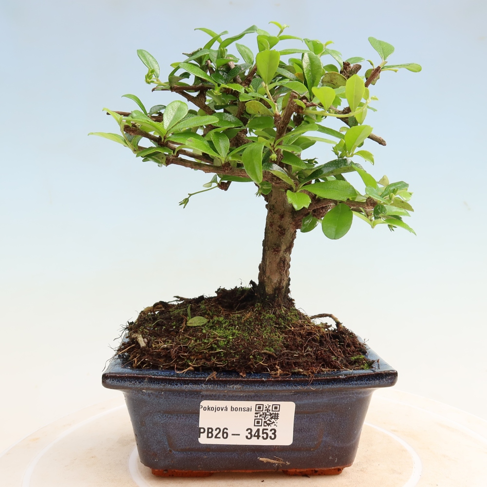 Zimmer-Bonsai - Carmona macrophylla - Tee-Fuki