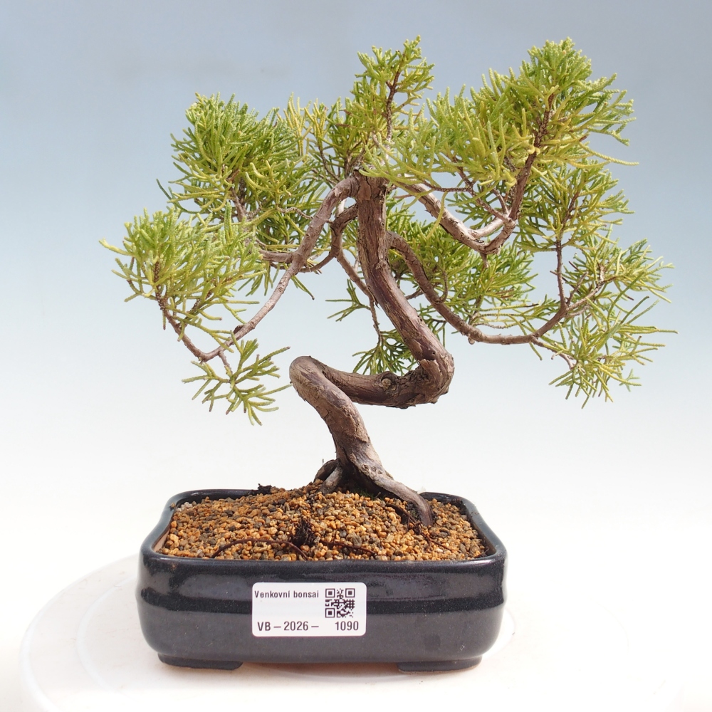 Bonsai für draußen - Juniperus chinensis Kishu