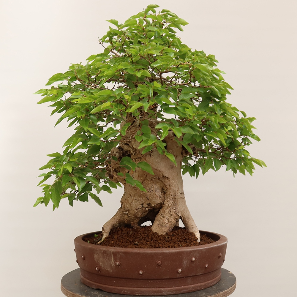 Bonsai für draußen - Karpinus Coreana - Koreanische Hainbuche