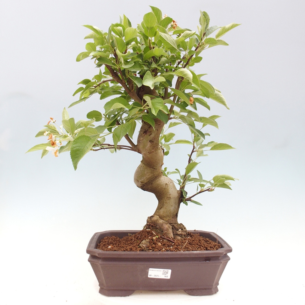 Outdoor-Bonsai -Malus halliana - Kleinfrüchtiger Apfelbaum