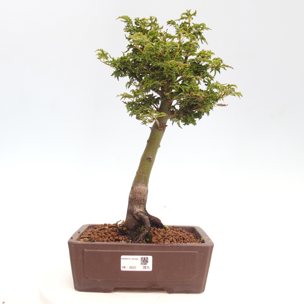 Bonsai für draußen -Javor-Palme Acer palmatum Shishigashira