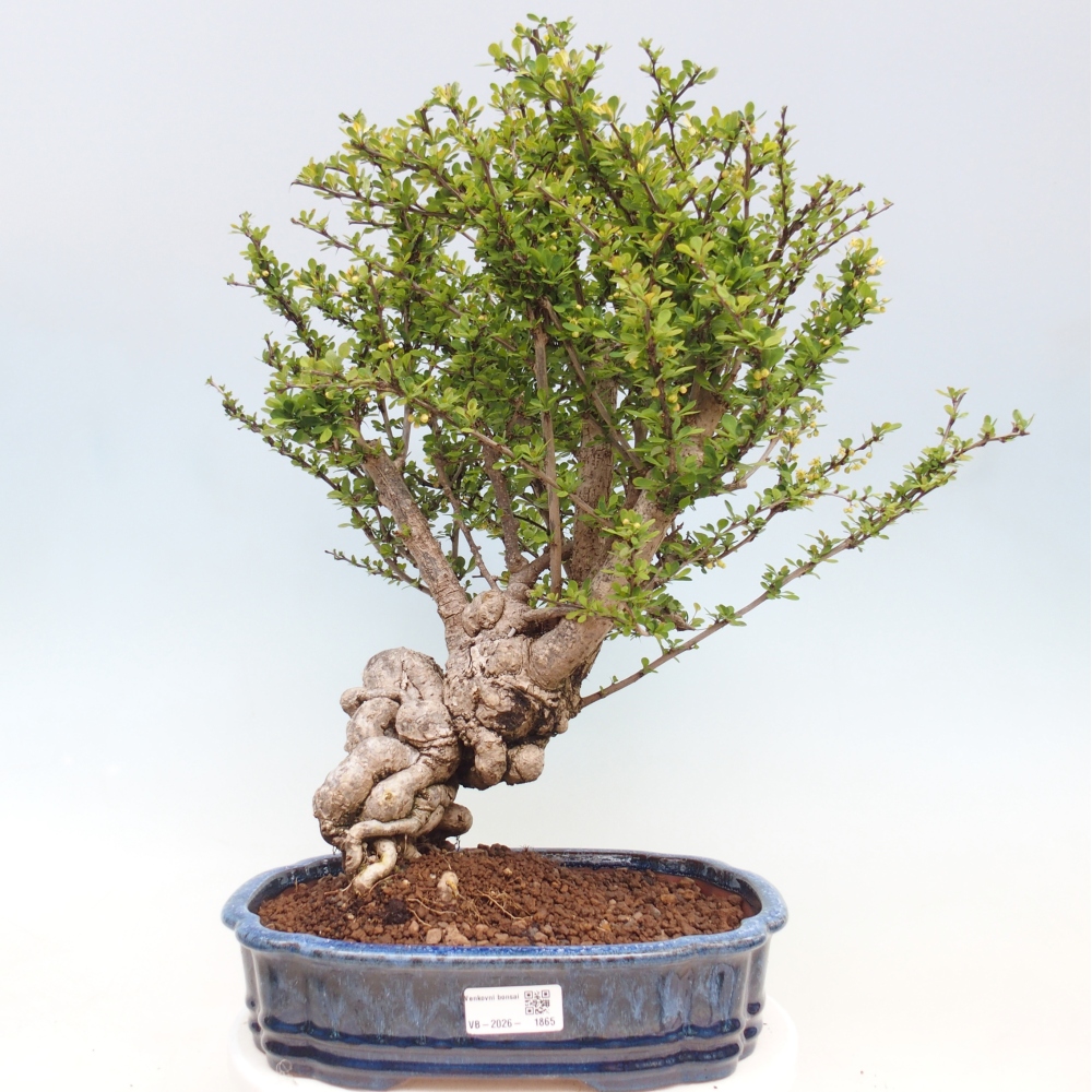 Bonsai für draußen - Berberis coreana