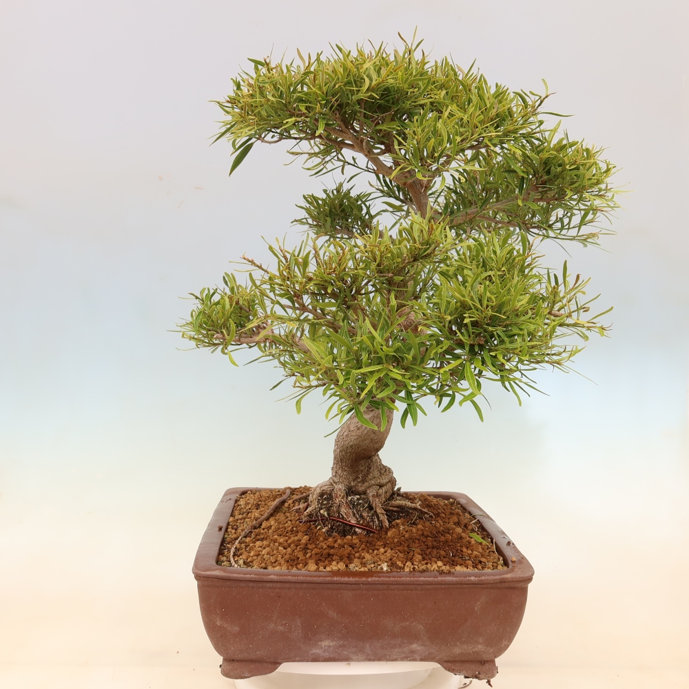 Zimmerbonsai - Ficus nerifolia - Kleinblättriger Ficus
