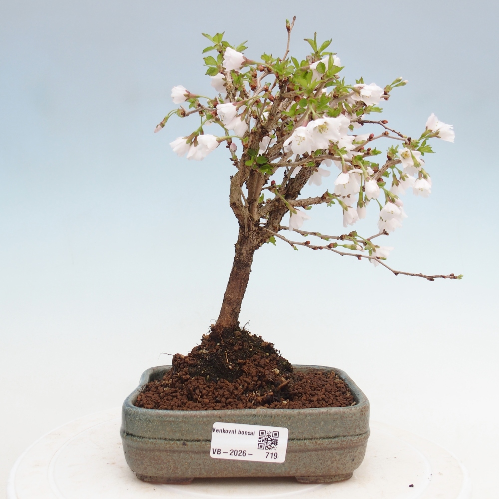 Bonsai für draußen - Prunus incisa Kojou-no mai-Plivon ausgeschnitten