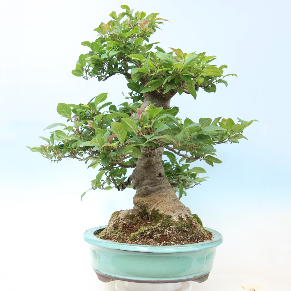 Bonsai für den Außenbereich – Ilex serrata – Sägeblättrige Stechpalme