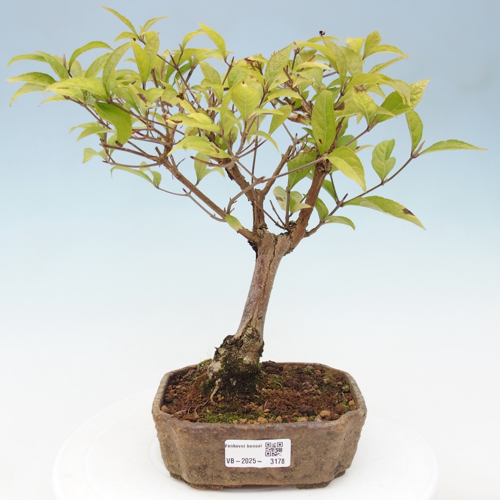 Bonsai für draußen - Callicarpa japonica