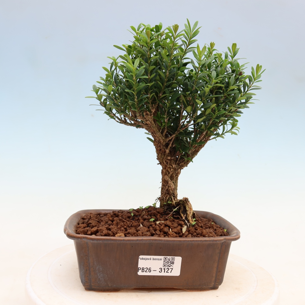 Zimmer Bonsai - Buxus harlandii - Korkbuxus
