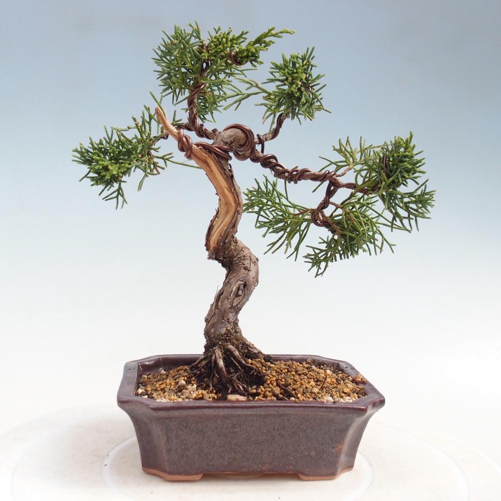 Bonsai für draußen - Juniperus chinensis Kishu