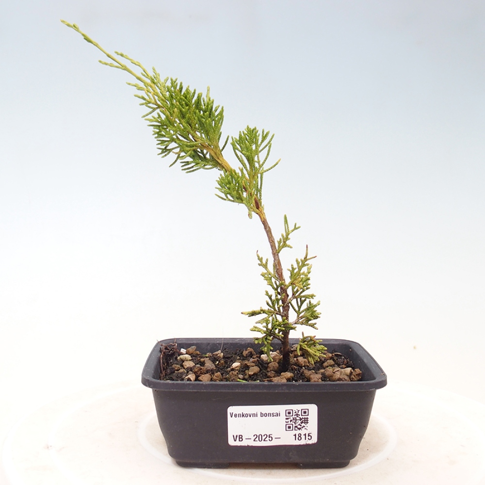 Bonsai für draußen - Juniperus chinensis Itoigawa