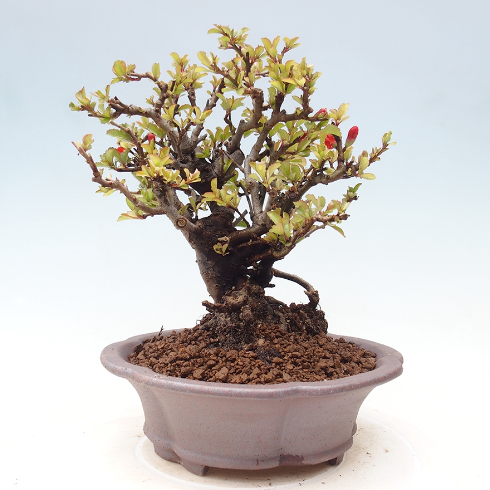 Bonsai für draußen - Chaneomeles speciosa - Quitte