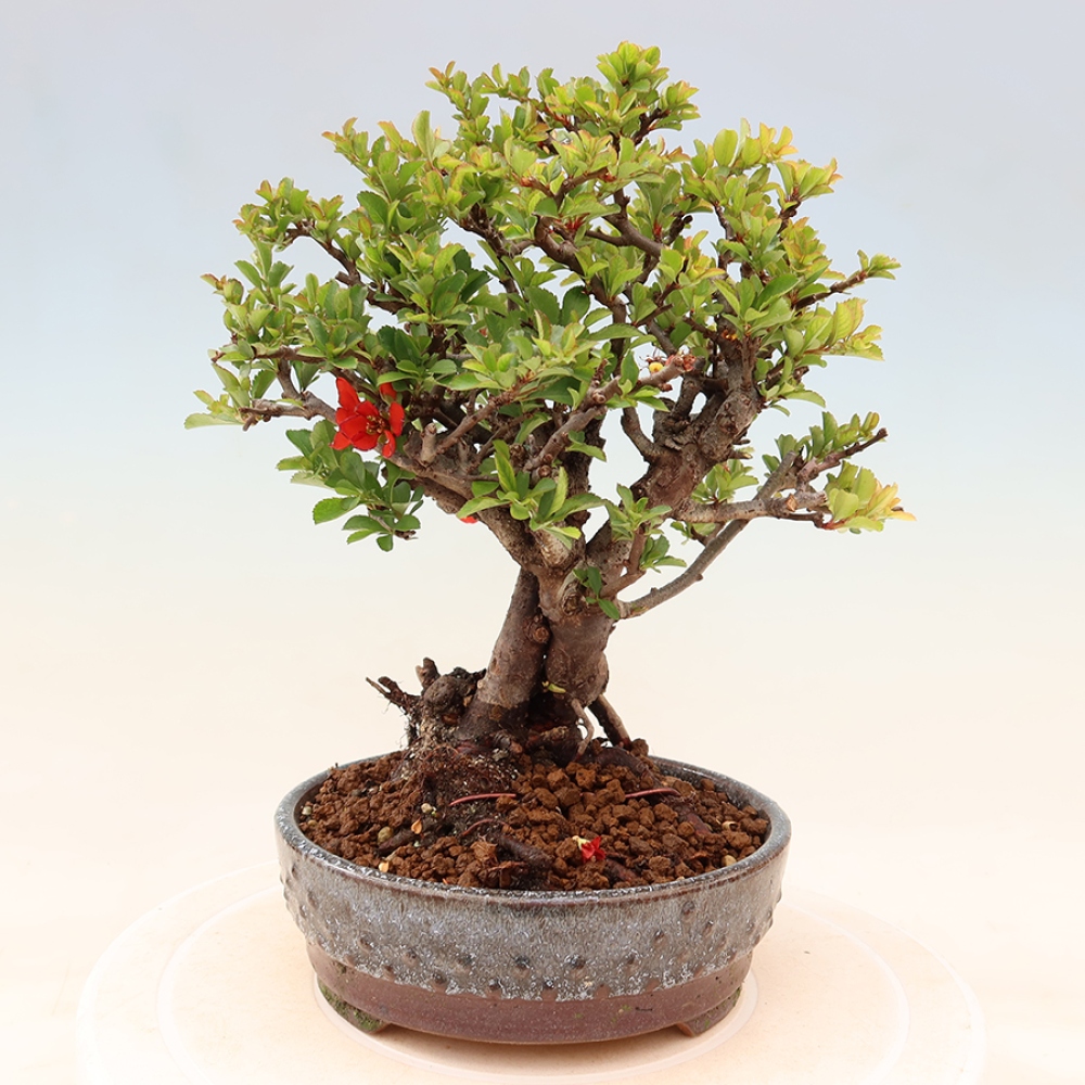 Bonsai für draußen - Chaneomeles speciosa Chojubai