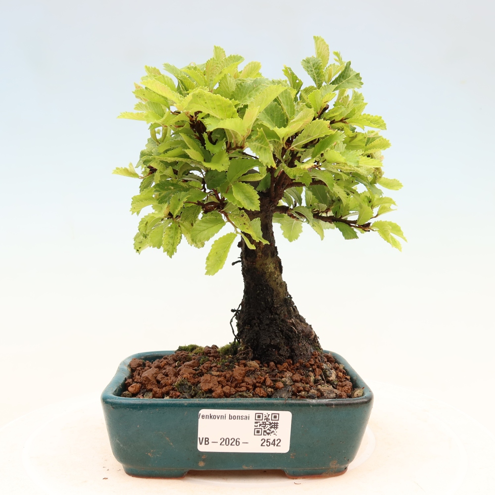 Bonsai für draußen - Zelkova - Zelkova NIRE