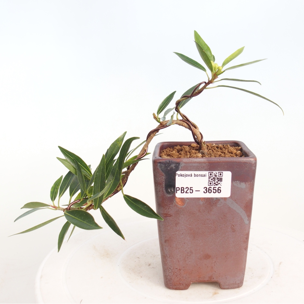 Zimmerbonsai - Ficus nerifolia - Kleinblättriger Ficus