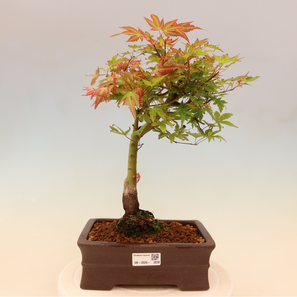 Spitzahorn - Acer palmatum Beni Tsukasa