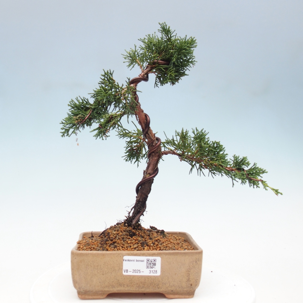 Bonsai für draußen - Juniperus chinensis Kishu