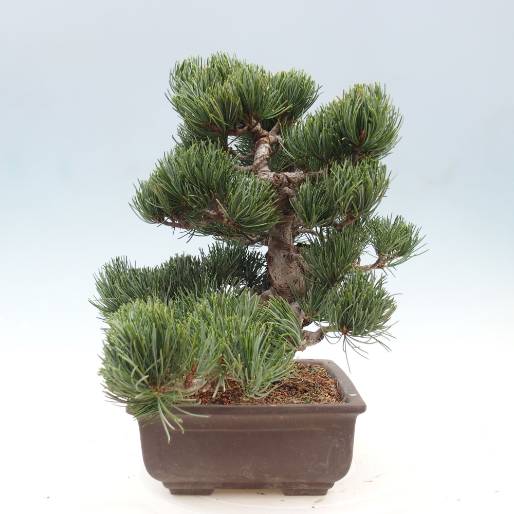 Bonsai für draußen - Pinus parviflora - Pinus parviflora