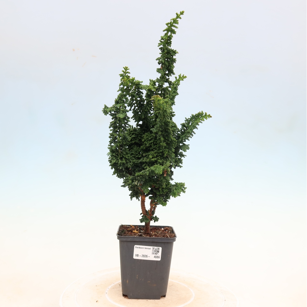 Bonsai für draußen - Cham. obtusa SEKKA HINOKI - Zypresse