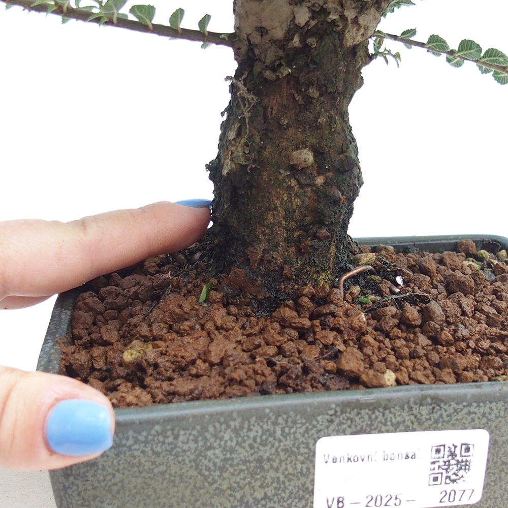 Bonsai für draußen - Ulmus parvifolia Hokkaido - Chinesische Ulme