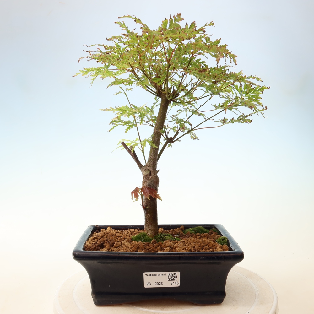 Bonsai für draußen - Acer palmatum Dissectum