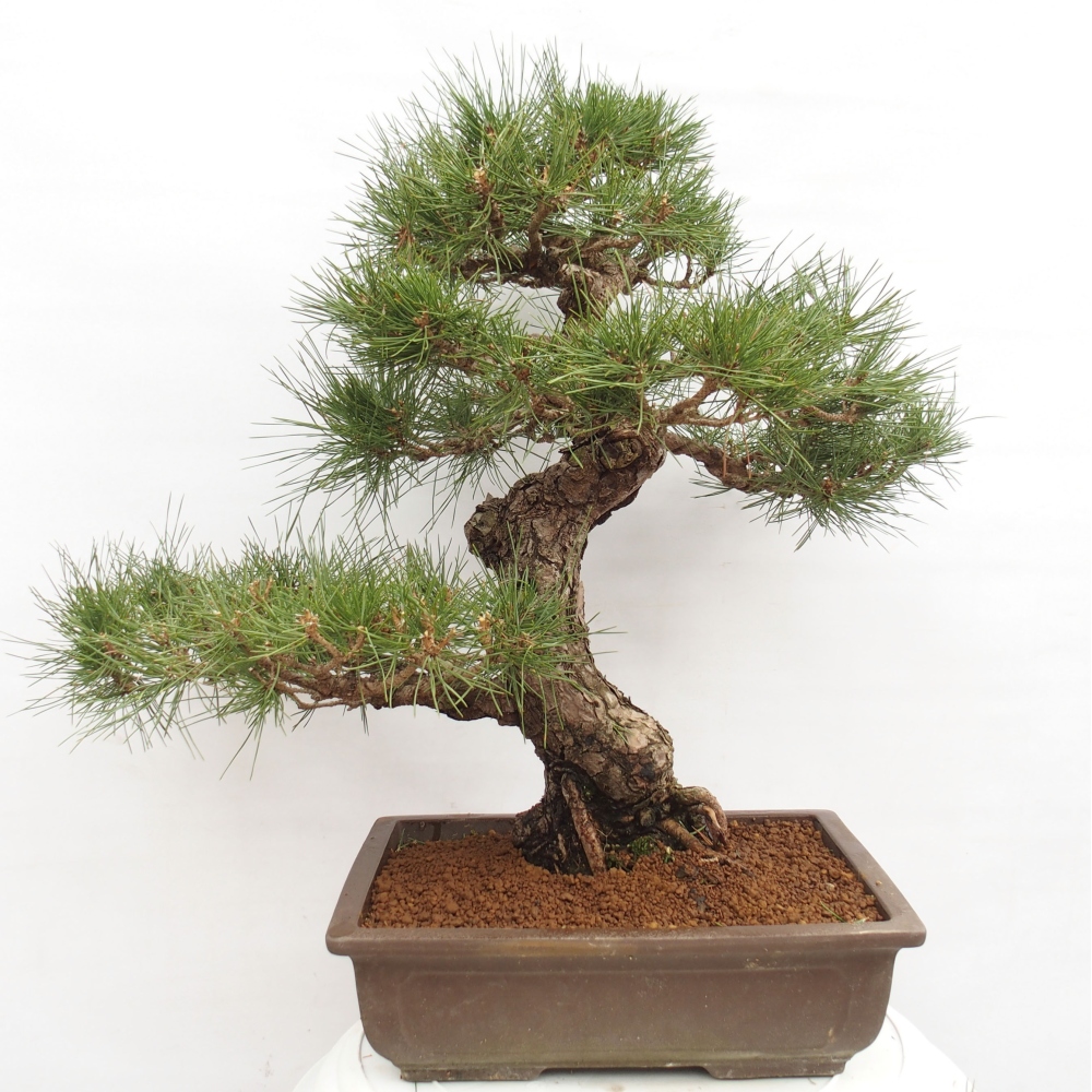 Bonsai für draußen - Pinus thunbergii - Thunberg-Kiefer