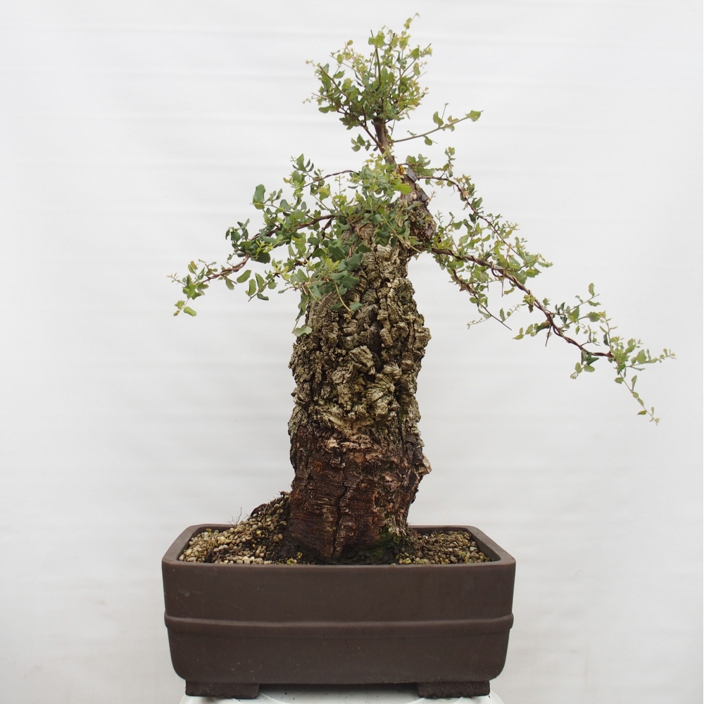 Freiland Bonsai Quercus suber - Korkeiche