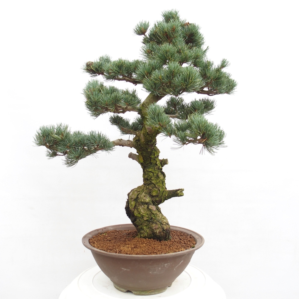Bonsai für draußen - Pinus parviflora - Pinus parviflora